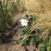 Showtuin Aartselaar Anemone hybrida 'Honorine Jobert' Showtuin rreac04 Publiek Aartselaar Stipa Anemone hybrida Honorine Jobert